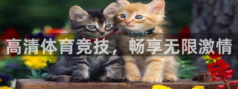 高清体育竞技，畅享无限激情